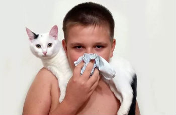 Уход за детьми :: Аллергия на кошек у детей: симптомы, диагностика, лечение. Советы по уходу за животным, гипоаллергенные породы