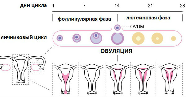 Как меняются фазы менструального цикла