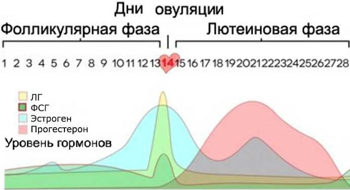 Соотношение гормонов в разные фазы менструального цикла