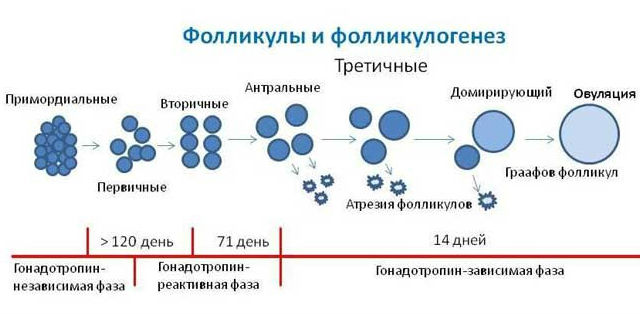 доминантный фолликул в яичнике доминантный фолликул в яичнике