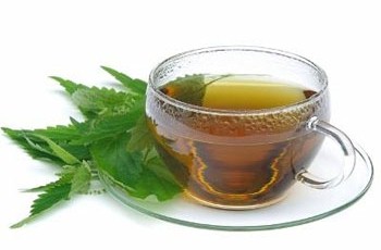 Крапива двудомная, лечебные свойства и применение