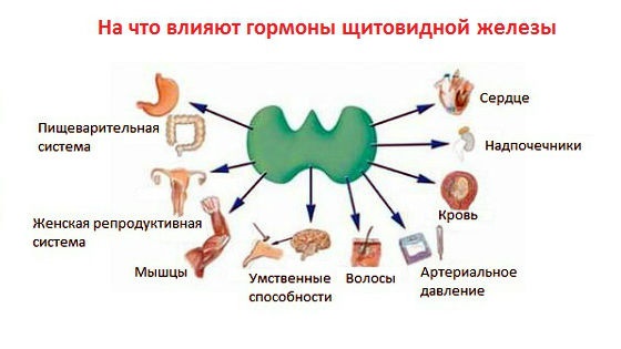 Функции щитовидки в организме