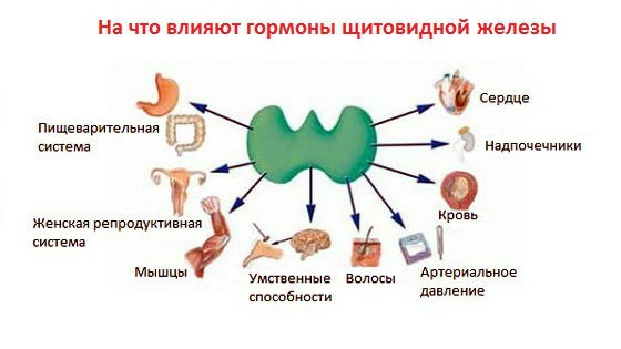 Болезни :: Нормы гормонов щитовидной железы, последствия отклонений