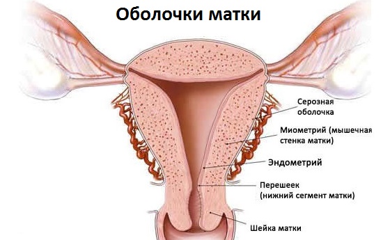 Гипоплазия эндометрия задержка месячных, тимофей значение имени совместимость и работа администратора в ресторан в красногорске нахабино Гипоплазия эндометрия задержка месячных
