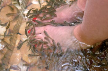 Пилинг рыбками Гарра Руфа (fish-пилинг)