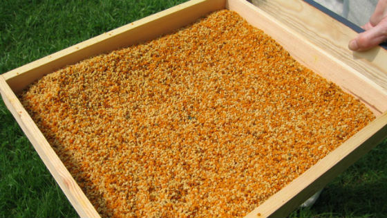 Собранная пыльца пчел