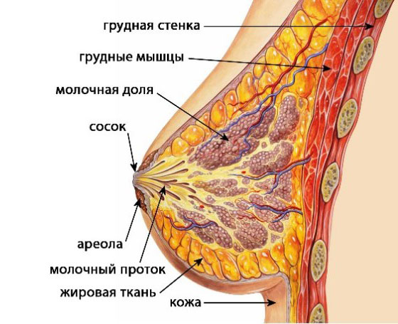эко слим состав таблеток эко слим состав таблеток