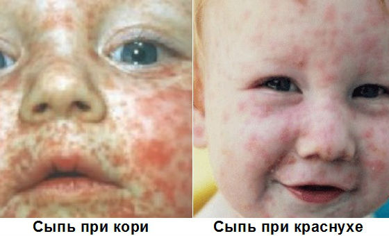 Какие цветы посадить чтобы цвели все лето фото в сибири Какие цветы посадить чтобы цвели все лето фото в сибири