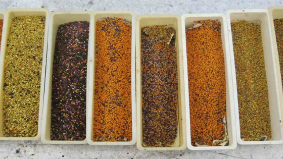 Цвет пыльцы различается в зависимости от растения, с которого она была собрана