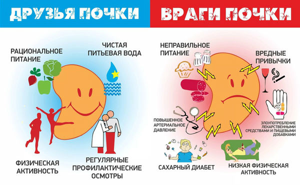 Здоровьесберегающие факторы для почек